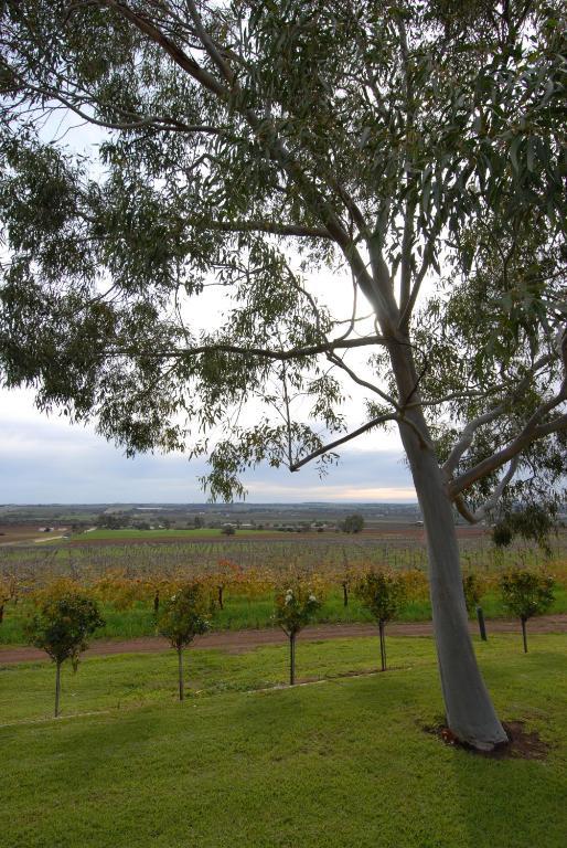 Blickinstal Barossa Valley Accommodation Buitenkant foto
