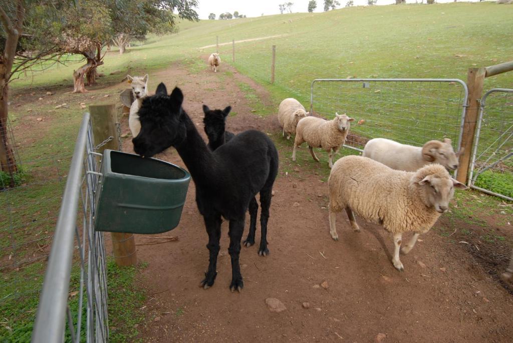Blickinstal Barossa Valley Accommodation Buitenkant foto