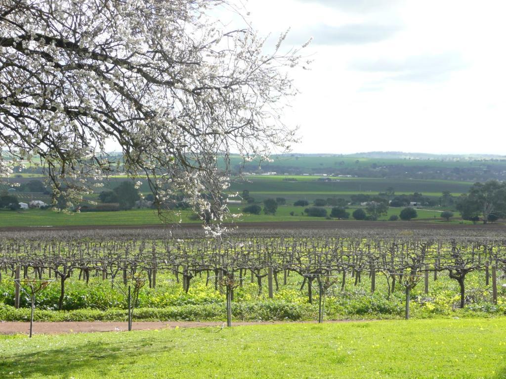 Blickinstal Barossa Valley Accommodation Buitenkant foto